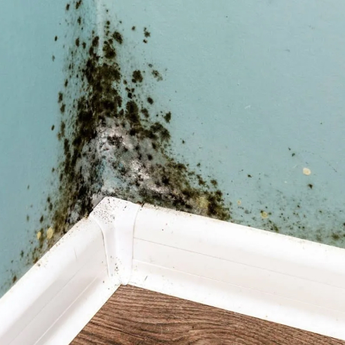 Mold Remediation in Glenview, IL