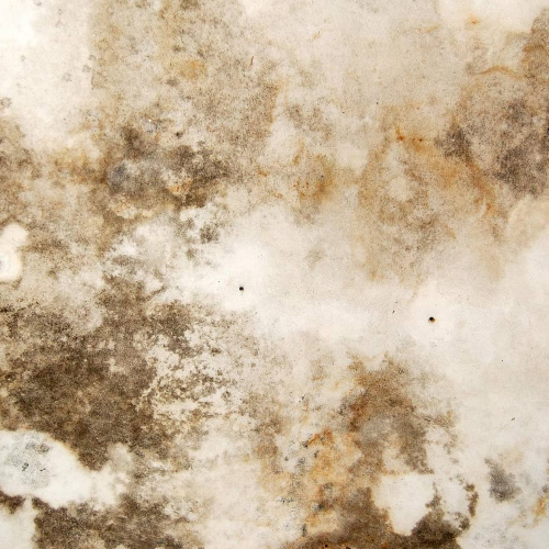 Mold Remediation in Glenview