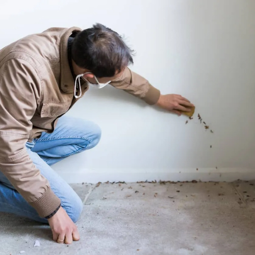 Mold Remediation
