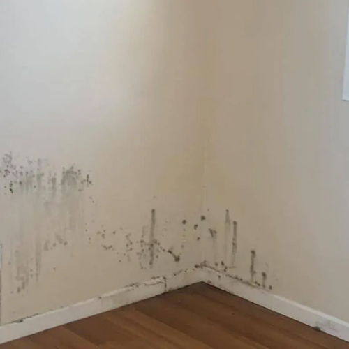 Mold Remediation